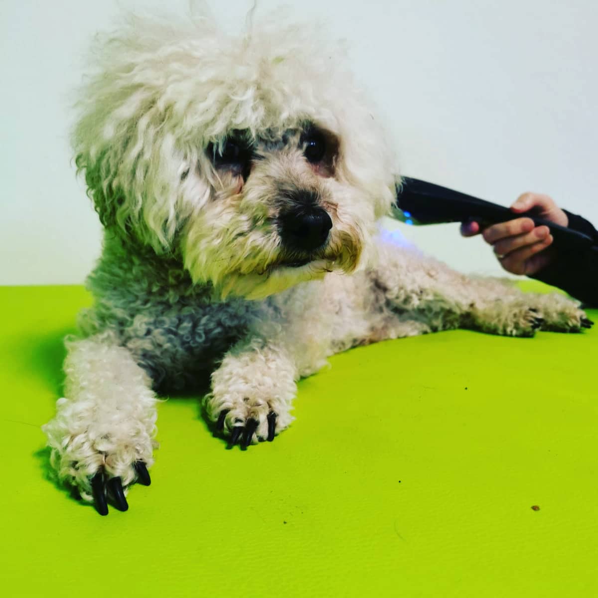 Laser-Frequenz-Therapie nach Vinja Bauer bei einem Hund